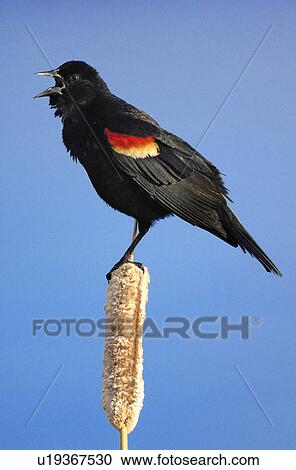 Stock Image -  nature adult male redwinged blackbird perched 2. Fotosearch