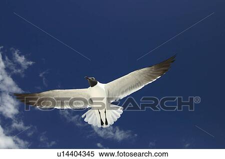 Stock Photography -  nature beauty seagull 1 animal animals avian sky. Fotosearch