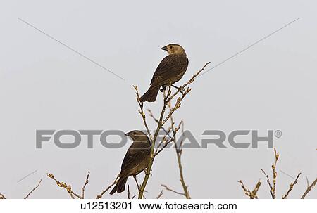 nature female brown headed cowbird bird wildlife View Large Photo Image Stock Image - nature female brown headed cowbird bird wildlife. Fotosearch