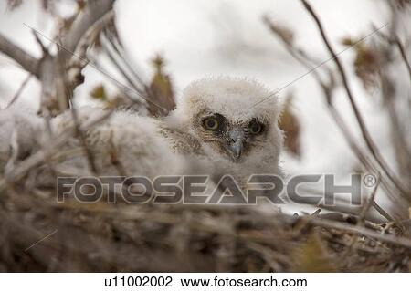 Stock Image -  nature great horned owl babies in nest . Fotosearch