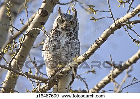 nature great horned owl bird beak View Large Photo Image Stock Photo - nature great horned owl bird beak. Fotosearch