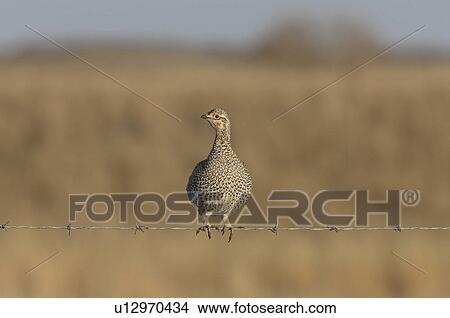 Picture -  nature grouse barbed wire bird game hunt hunter. Fotosearch
