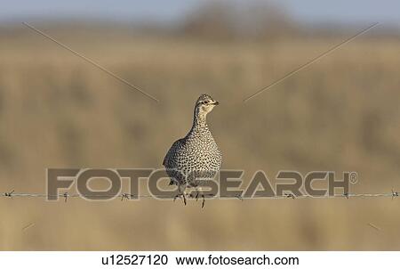 Stock Image -  nature grouse barbed wire bird game hunt hunter. Fotosearch