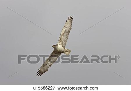Stock Photo -  nature hawk in flight canada bird beak. Fotosearch