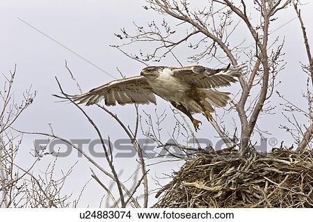 Picture -  nature hawk in flight nest canada bird. Fotosearch