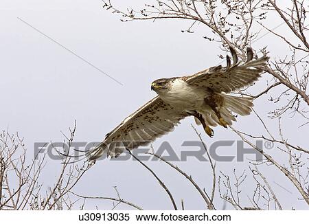nature hawk in flight nest canada bird View Large Photo Image Stock Photography - nature hawk in flight nest canada bird. Fotosearch