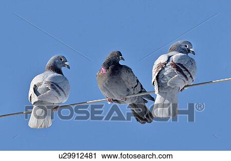 nature image three wild pigon birds perched wire View Large Photo Image Stock Image - nature image three wild pigon birds perched wire. Fotosearch