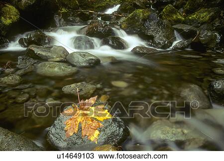 Stock Image -  nature leaf fall rock in cool fresh stream woods. Fotosearch