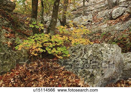 Stock Photograph -  nature maples limestone boulders bandera county. Fotosearch
