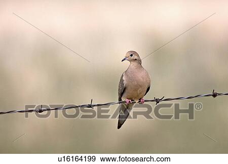 nature mourning dove barbed wire canada bird View Large Photo Image Stock Photo - nature mourning dove barbed wire canada bird. Fotosearch