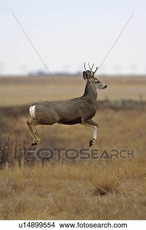 Picture -  nature mule deer buck bounding over prairie fall. Fotosearch