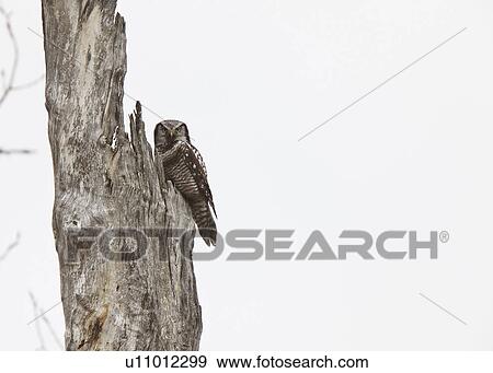 nature northern hawk owl bird wildlife View Large Photo Image Stock Photo - nature northern hawk owl bird wildlife. Fotosearch