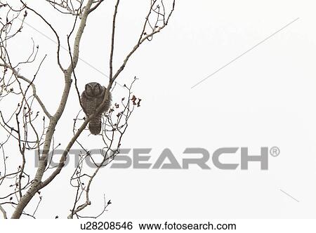nature northern hawk owl bird wildlife View Large Photo Image Stock Photograph - nature northern hawk owl bird wildlife. Fotosearch
