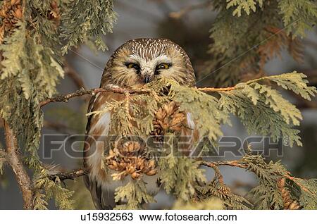 Stock Image -  nature portrait tiny sawwhet owl sitting perched. Fotosearch