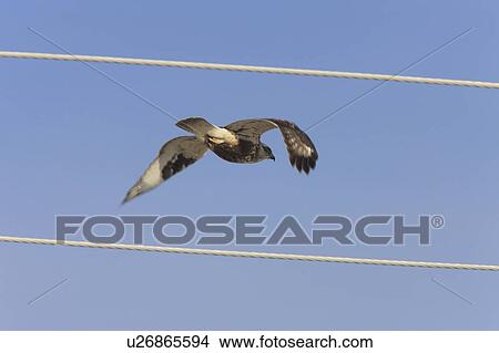 Picture -  nature rough legged hawk in flight bird. Fotosearch