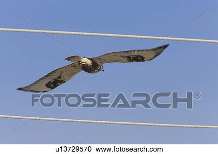 Stock Image -  nature rough legged hawk in flight bird. Fotosearch