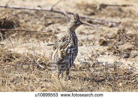 nature ruffed grouse canada bird game View Large Photo Image Stock Image - nature ruffed grouse canada bird game. Fotosearch