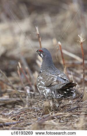 Stock Photo -  nature spruce grouse canada bird hunter. Fotosearch
