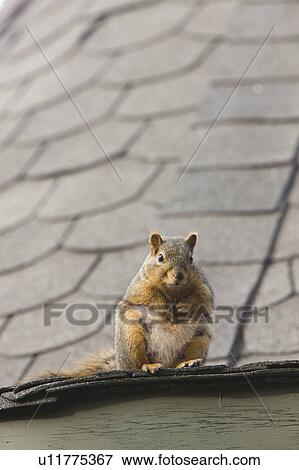 nature squirrel rooftop white animal isolated View Large Photo Image Stock Photo - nature squirrel rooftop white animal isolated. Fotosearch