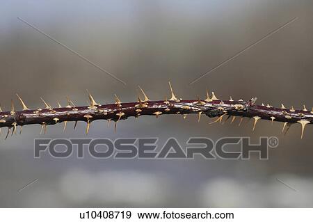 Stock Photo -  nature thorns branch close up macro. Fotosearch