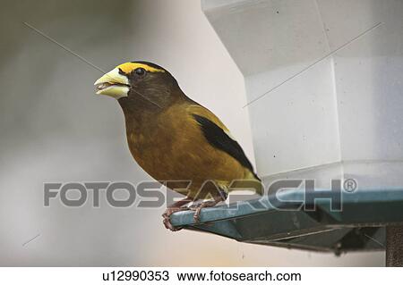 Stock Image -  nature winter beauty male evening grosbeak bird. Fotosearch