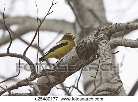 Stock Photo -  nature winter beauty male evening grosbeak bird. Fotosearch