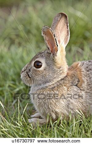 Stock Photo -  nature winter bush rabbit bunny canada . Fotosearch