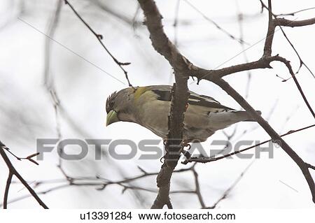 nature winter female evening grosbeak View Large Photo Image Picture - nature winter female evening grosbeak . Fotosearch