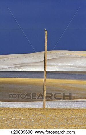 Stock Image -  nature winter in canada snow hills prairie hill. Fotosearch