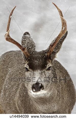 Stock Photo -  nature winter mule deer buck in antlers standing. Fotosearch