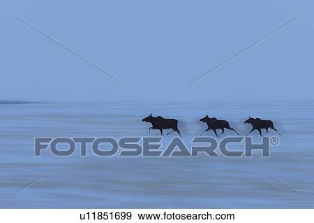 nature winter prairie moose in canada snow cold View Large Photo Image Stock Photo - nature winter prairie moose in canada snow cold. Fotosearch