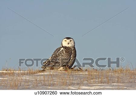 Stock Image -  nature winter snowy owl in canada white snow. Fotosearch