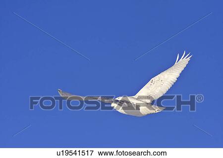 nature winter snowy owl in canada flight white View Large Photo Image Stock Photo - nature winter snowy owl in canada flight white. Fotosearch