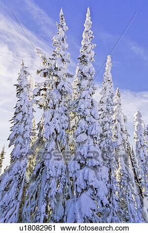 Stock Image -  nature winter this vertical landscape snow trees. Fotosearch