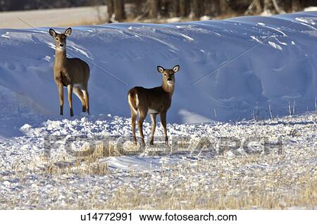 nature winter white tail deer in snow animal View Large Photo Image Stock Image - nature winter white tail deer in snow animal. Fotosearch