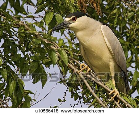 nightheron nycticorax kiwanis lake york animals View Large Photo Image Stock Photo - nightheron nycticorax kiwanis lake york animals. Fotosearch
