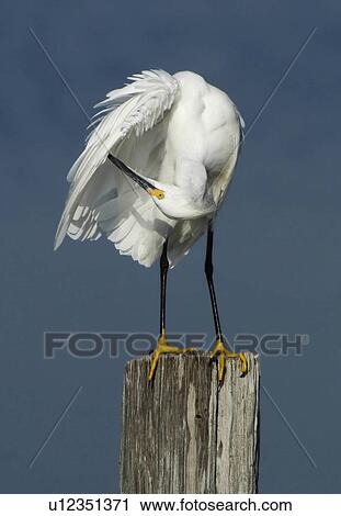 Stock Image -  north america usa florida merritt island upside. Fotosearch