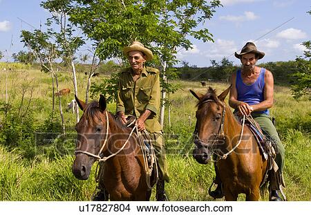 older cowboys riding horses collecting cows View Large Photo Image Picture - older cowboys riding horses collecting cows . Fotosearch
