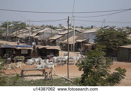 Stock Image -  people cambodia street scene cows anlon knang a. Fotosearch