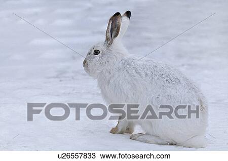 portrait image white rabbit sitting snow covered View Large Photo Image Stock Image - portrait image white rabbit sitting snow covered. Fotosearch