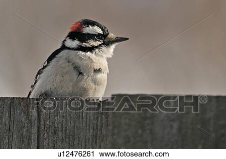 portrait male downy woodpecker sits perched View Large Photo Image Stock Image - portrait male downy woodpecker sits perched . Fotosearch