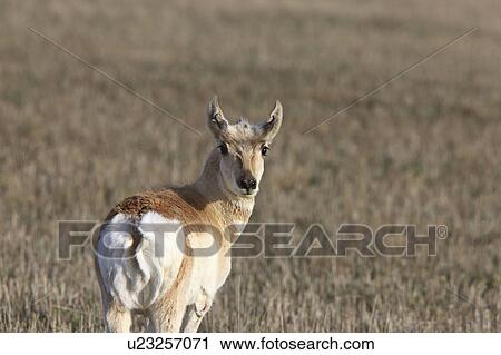 Stock Image -  prairie antelope portrait canada wilderness buck. Fotosearch