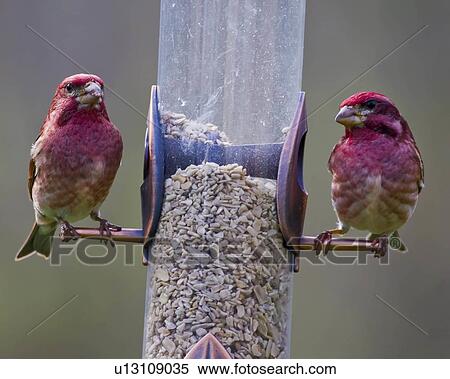 purple finch carpodacus purpureus clear brook View Large Photo Image Stock Photography - purple finch carpodacus purpureus clear brook. Fotosearch