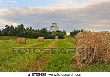 rolled bales straw rest in farm field front View Large Photo Image Stock Photography - rolled bales straw rest in farm field front. Fotosearch