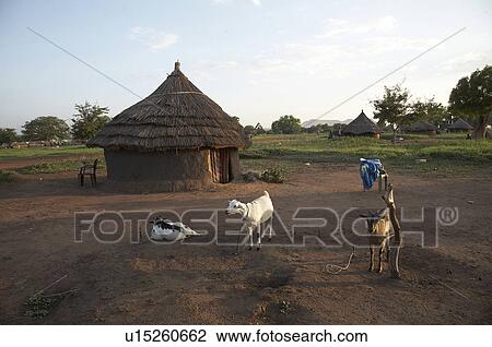school south sudan rokwe leper colony edge juba View Large Photo Image Stock Image - school south sudan rokwe leper colony edge juba . Fotosearch
