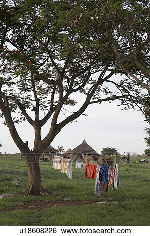 school south sudan rokwe leper colony edge juba  View Large Photo Image Stock Photograph -  school south sudan rokwe leper colony edge juba . Fotosearch