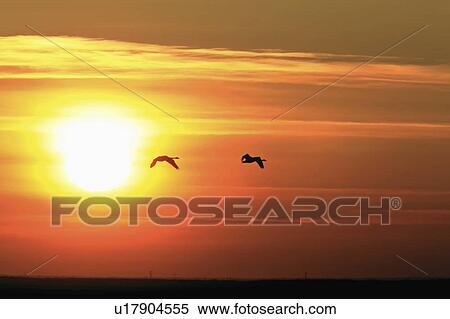 Stock Photography -  silhouette nature swans in flight sunset sky. Fotosearch