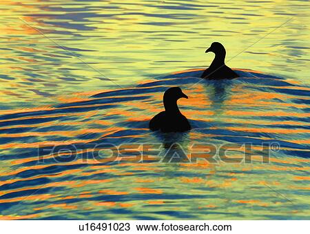 Stock Image -  silhouette north america usa florida mt dora. Fotosearch