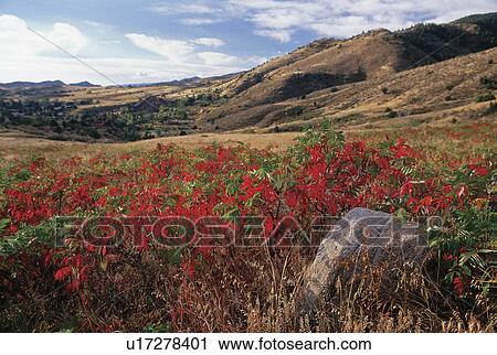 Stock Image -  sumac leaves turn scarlet red rocks pak lariat. Fotosearch