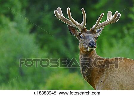 Stock Photography -  summer front view portrait bull elk early . Fotosearch